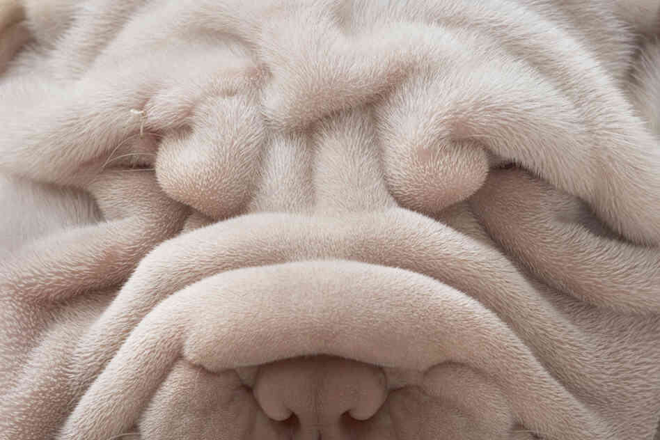 Chinese Shar-Pei