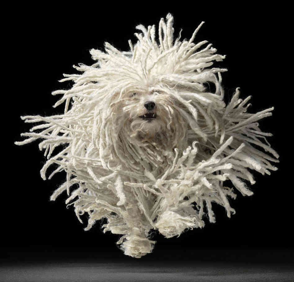 Puli 