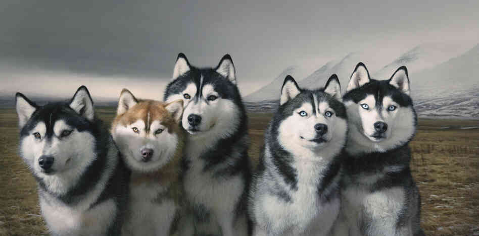 Siberian husky