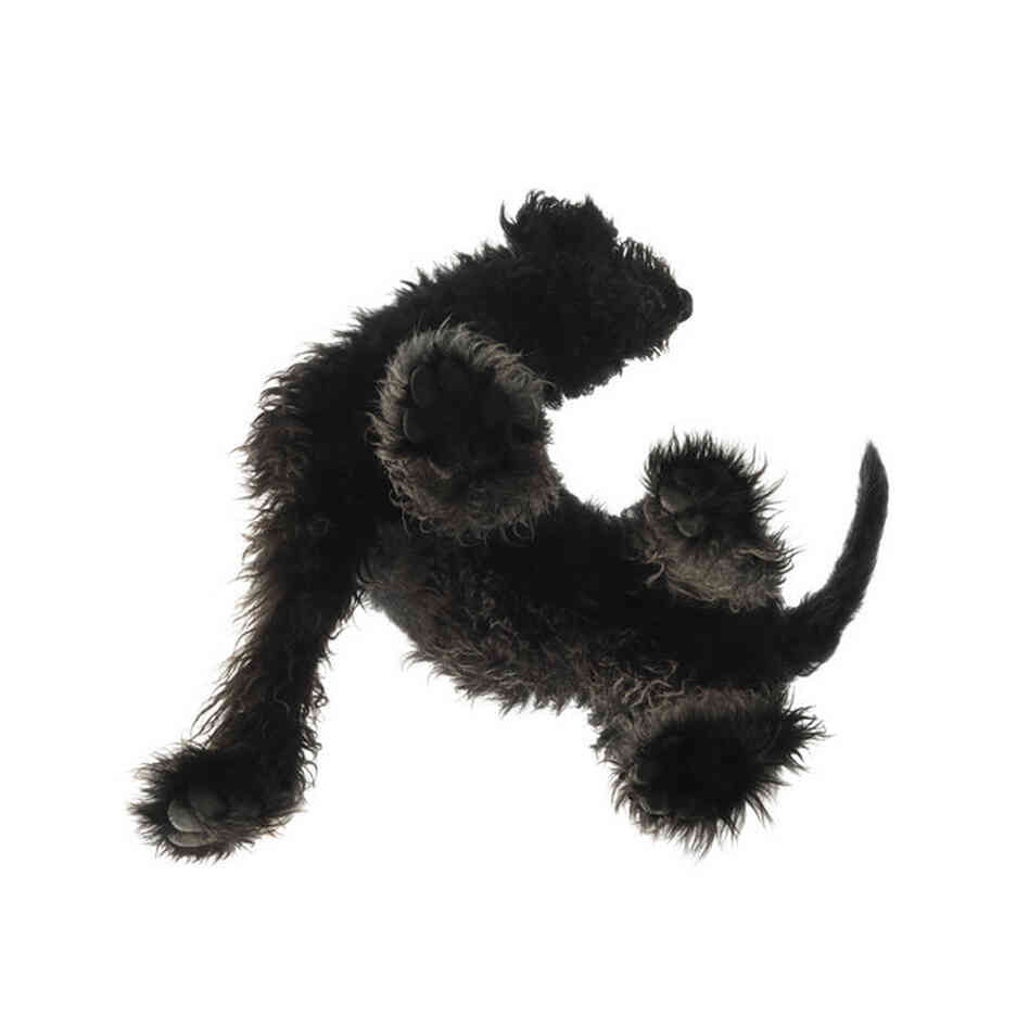 Labradoodle