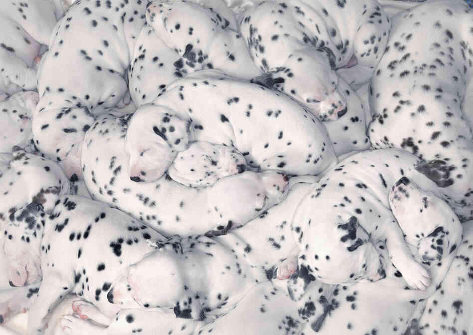 Dalmatian