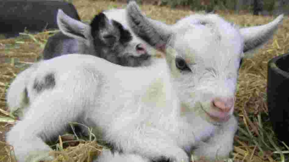 A goat kid.