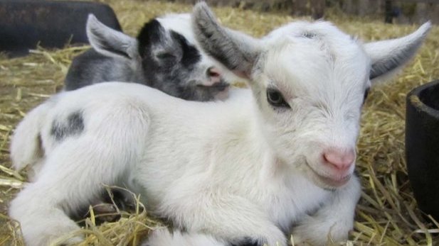 A goat kid.
