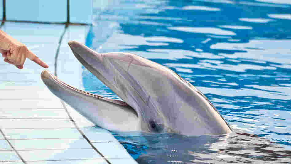 Dolphin bite? There's a medical code for that. 