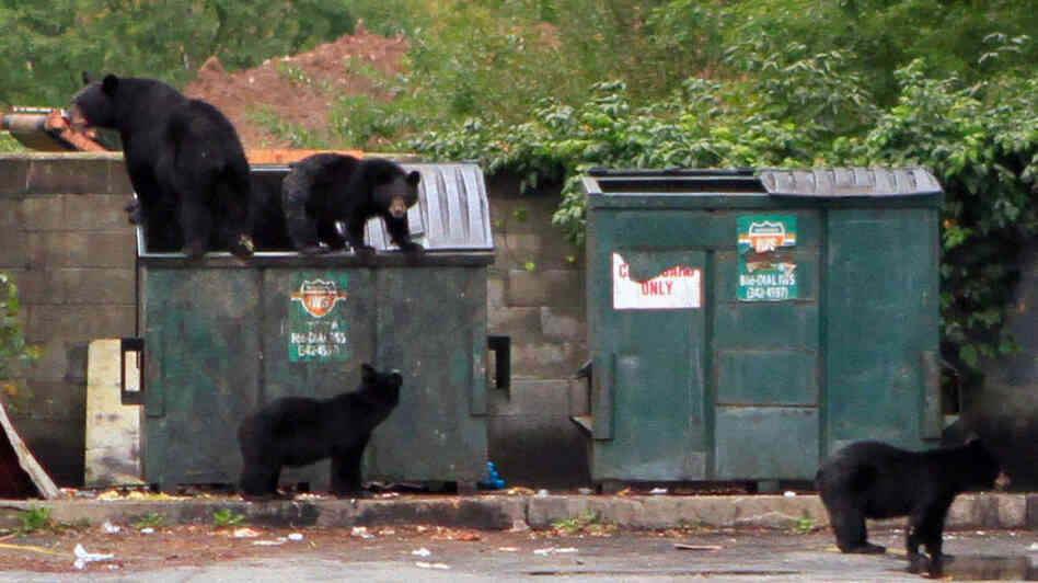 A family of bears investigates a Dumpster behind a diner in Pomona, N.Y., last fall. Black bears are becoming more common in populated areas around the United States. A family of bears investigates a Dumpster behind a diner in Pomona, N.Y., last fall. Black bears are becoming more common in populated areas around the United States.
