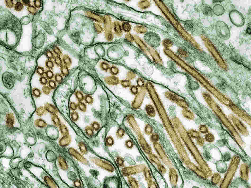 H5N1 avian flu viruses (seen in gold) grow inside canine kidney cells (seen in green).