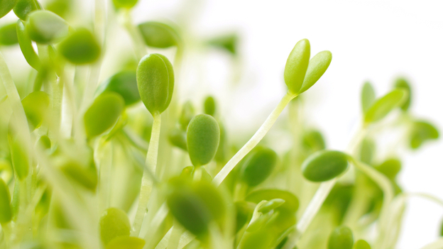 Clover sprouts look to be the source of the latest e. coli outbreak.
