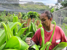 Women's Correctional Community Center inmate Lilian Hussein checks on ti leaves she planted as part of the prison's farming and gardening program in Kailua, Hawaii. The green ti leaves are often used to wrap food or weave into leis. Women's Correctional Community Center inmate Lilian Hussein checks on ti leaves she planted as part of the prison's farming and gardening program in Kailua, Hawaii. The green ti leaves are often used to wrap food or weave into leis.