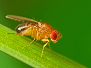 Fruit flies will drink alcohol from fermenting fruit to kill off wasp parasites that can grow inside of them. Fruit flies will drink alcohol from fermenting fruit to kill off wasp parasites that can grow inside of them.