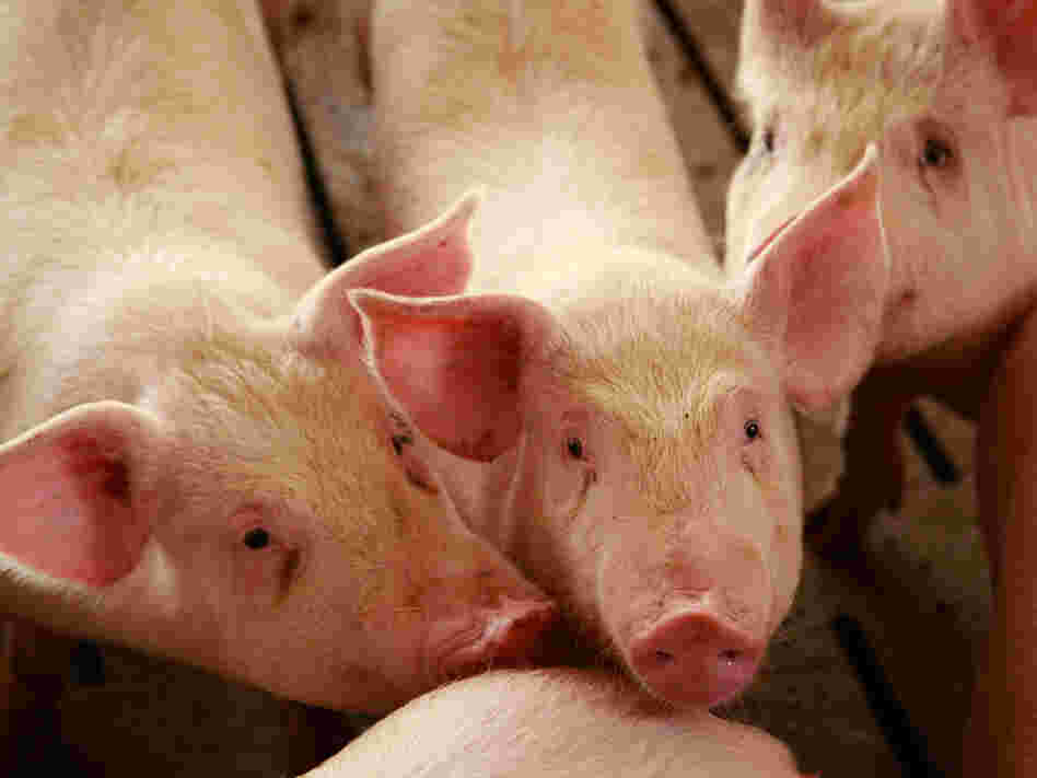 Many livestock groups say there's no evidence that antibiotics in livestock feed have caused a human health problem, but researchers beg to differ.