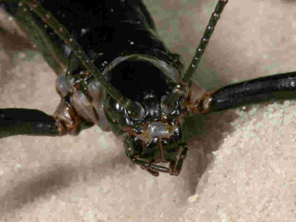 The Lord Howe Island stick insect, Dryococelus australis, once believed to be extinct, was found living under a small shrub high up Ball's Pyramid in 2001. The Lord Howe Island stick insect, Dryococelus australis, once believed to be extinct, was found living under a small shrub high up Ball's Pyramid in 2001.