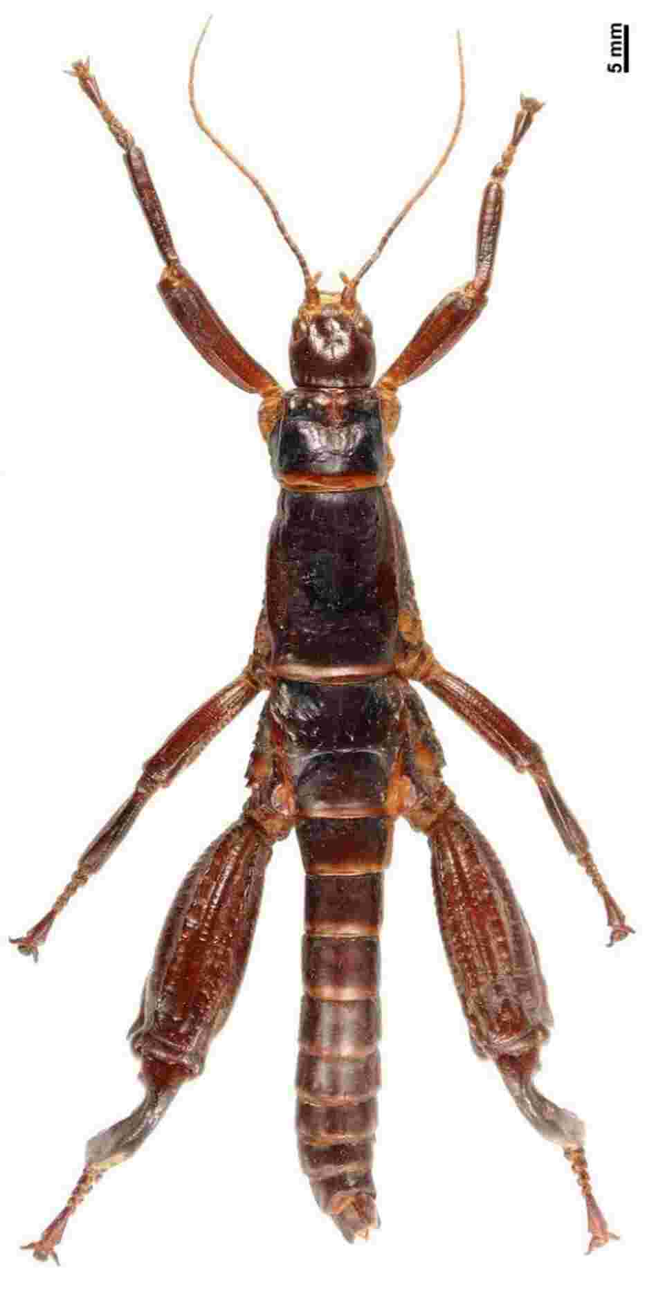 Male Lord Howe Island Stick Insect K.