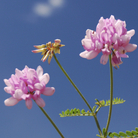 Flowers. Flowers.