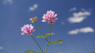 Flowers. Flowers.