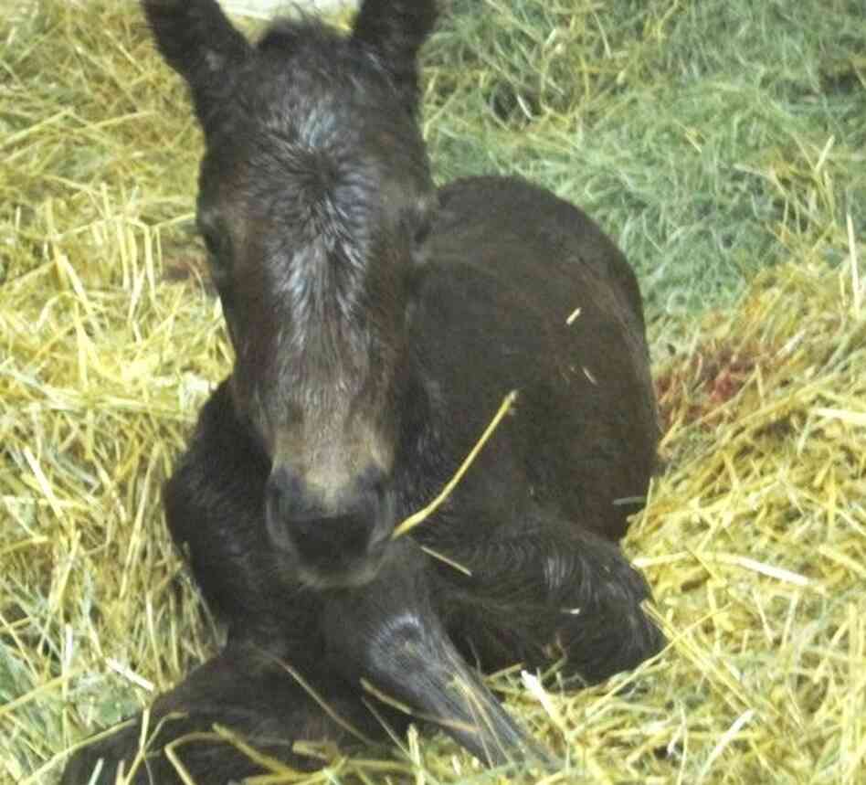 About seven minutes after birth: the colt born the night NPR spent with Eduardo Terrazas