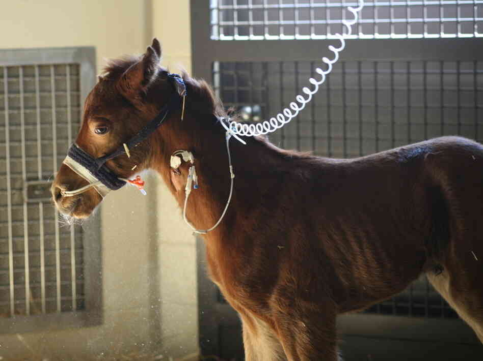 A newborn colt in one of the Rood & Riddle Equine Hospital's intensive care units.