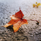 fallen leaf. fallen leaf.