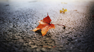 fallen leaf. fallen leaf.
