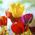spring flowers spring flowers