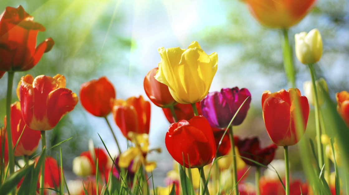 spring flowers