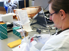 A Washington State Patrol crime lab technician opens DNA sample cards containing cheek swabs sent from jails and prisons. If the state Legislature approves pre-conviction DNA sampling, the number of cards the lab processes could double. A Washington State Patrol crime lab technician opens DNA sample cards containing cheek swabs sent from jails and prisons. If the state Legislature approves pre-conviction DNA sampling, the number of cards the lab processes could double.