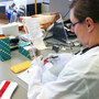 A Washington State Patrol crime lab technician opens DNA sample cards containing cheek swabs sent from jails and prisons. If the state Legislature approves pre-conviction DNA sampling, the number of cards the lab processes could double.
