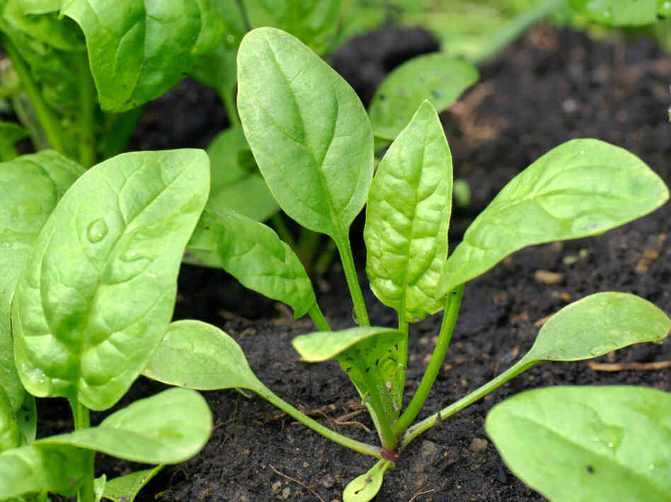 Plant now, and in a month your spinach might look like this. It's a hardy plant that can survive late frost.