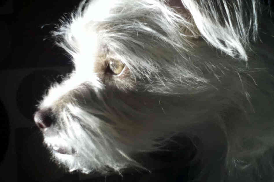 Jonathan Dole, 13: This is my dog, named Sadie.  I love her and I love taking photos of her.