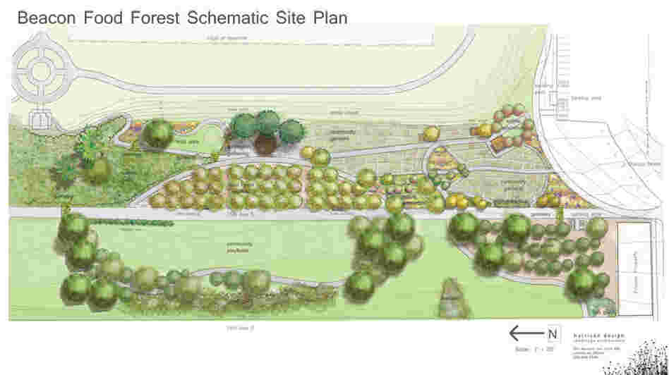 If all goes well in the food forest's 2-acre trial plot, the whole 7-acre park will look something like this.