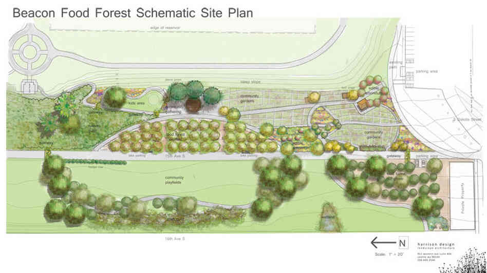 If all goes well in the food forest's 2-acre trial plot, the whole 7-acre park will look something like this.