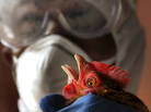 An health official wearing protective gear culls a bird at a poultry farm after a naturally occurring bird flu virus was detected near Agartala, India, in January. An health official wearing protective gear culls a bird at a poultry farm after a naturally occurring bird flu virus was detected near Agartala, India, in January.