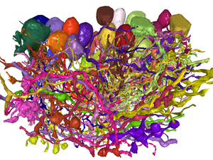  A map of neurons of the mouse retina, reconstructed automatically by artificial intelligence from electron microscopic images.