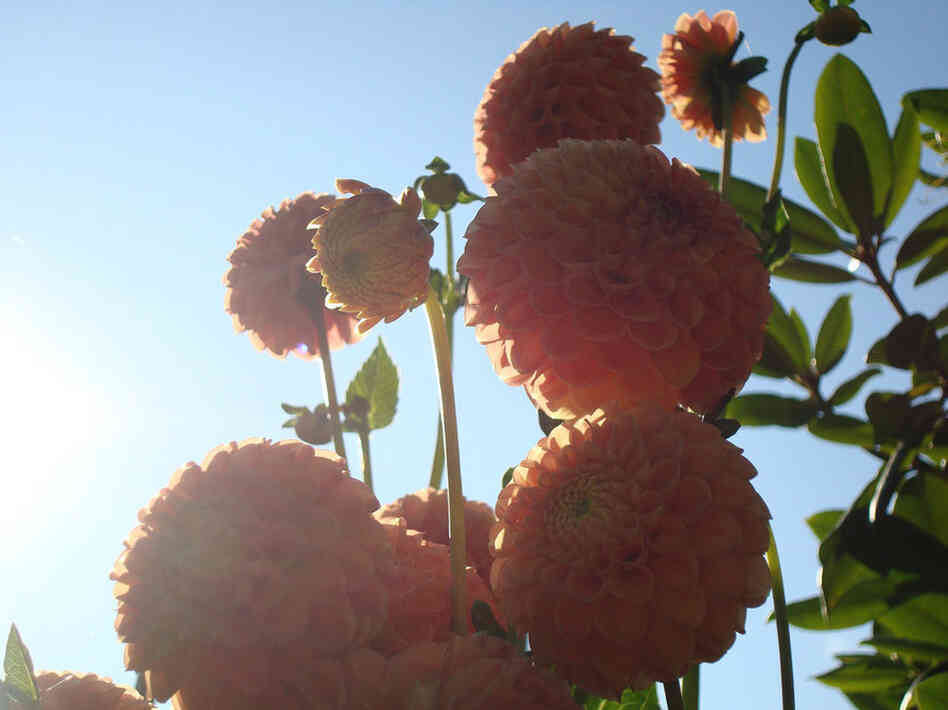 Orion Kai, 8: I took this picture in Volunteer Park in Seattle on one of my favorite days I've ever had with my family. I can look at the flowers in a different way than my mom, because I'm shorter.