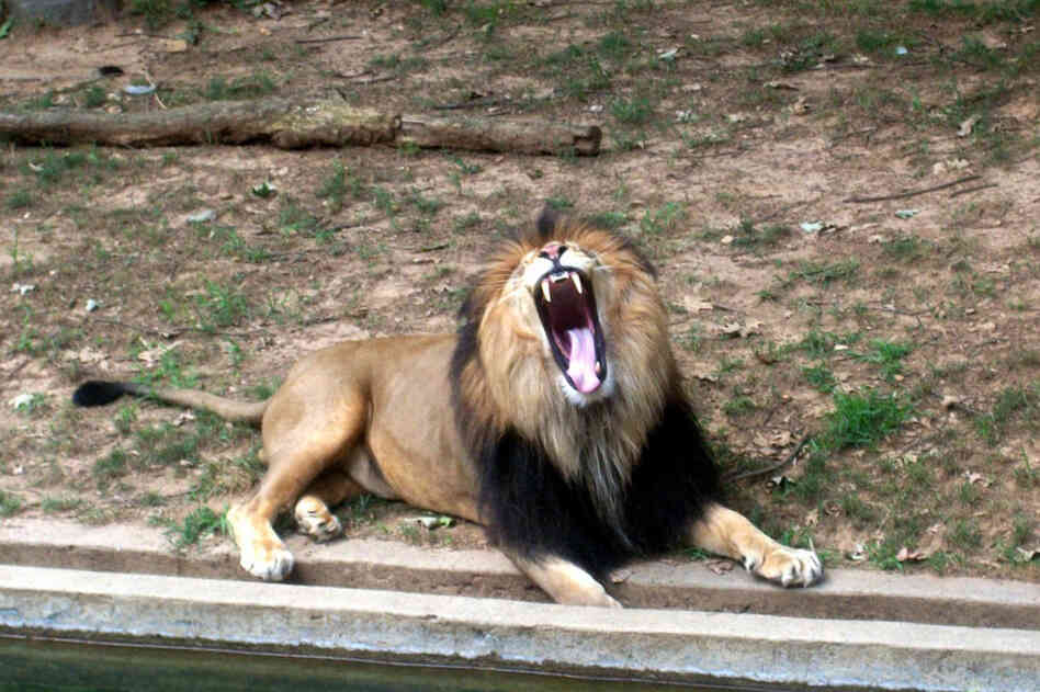 Aaron Snyder, 11: I took this picture of a lion at the Washington Zoo when I was 9. I like this picture because I took the picture at the right instant, when the lion's mouth was gaping open.