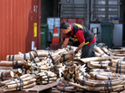 A Malaysian customs official examines elephant tusks at a port in Kalang. Malaysia has become an ivory transit hub, with African elephant tusks bound for China. Worldwide, authorities seized more than 5,000 smuggled tusks. A Malaysian customs official examines elephant tusks at a port in Kalang. Malaysia has become an ivory transit hub, with African elephant tusks bound for China. Worldwide, authorities seized more than 5,000 smuggled tusks.