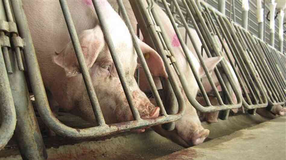 Breeding sows in crates at a subsidiary of Smithfield Foods in 2010. The photo was shot by the Humane Society as part of an undercover investigation. Breeding sows in crates at a subsidiary of Smithfield Foods in 2010. The photo was shot by the Humane Society as part of an undercover investigation.