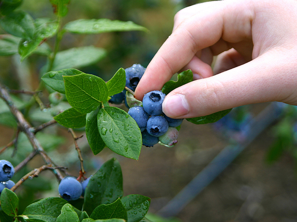 Designers of a food forest in Seattle want to make blueberry picking a neighborly activity.
