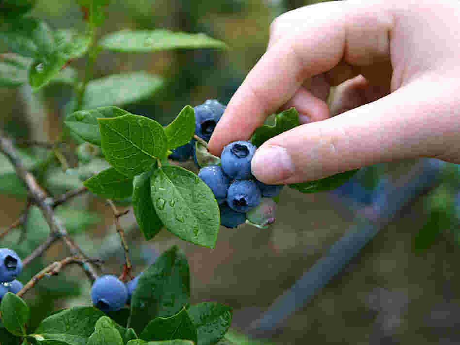 Designers of a food forest in Seattle want to make blueberry picking a neighborly activity.
