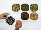 Samples of forage seeds in the International Center for Tropical Agriculture gene bank recently sent to the Global Seed Vault in Svalbard, Norway. Samples of forage seeds in the International Center for Tropical Agriculture gene bank recently sent to the Global Seed Vault in Svalbard, Norway.