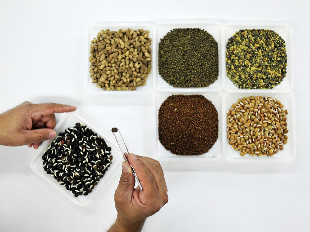 Samples of forage seeds in the International Center for Tropical Agriculture gene bank recently sent to the Global Seed Vault in Svalbard, Norway. 