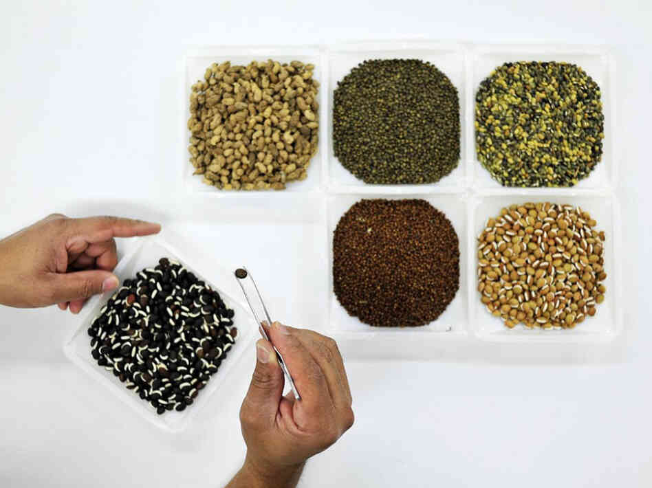 Samples of forage seeds in the International Center for Tropical Agriculture gene bank recently sent to the Global Seed Vault in Svalbard, Norway. 