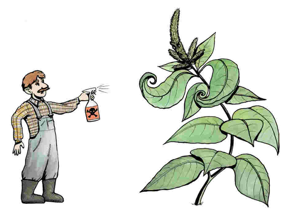 Farmers face down the threat of a pesticide-resistant species of amaranth.
