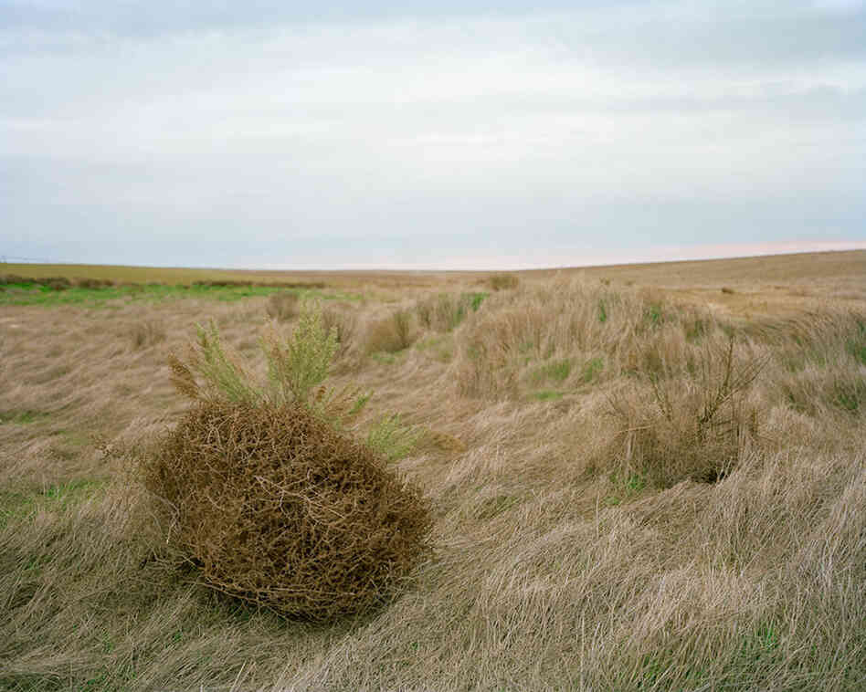 Diann Remington