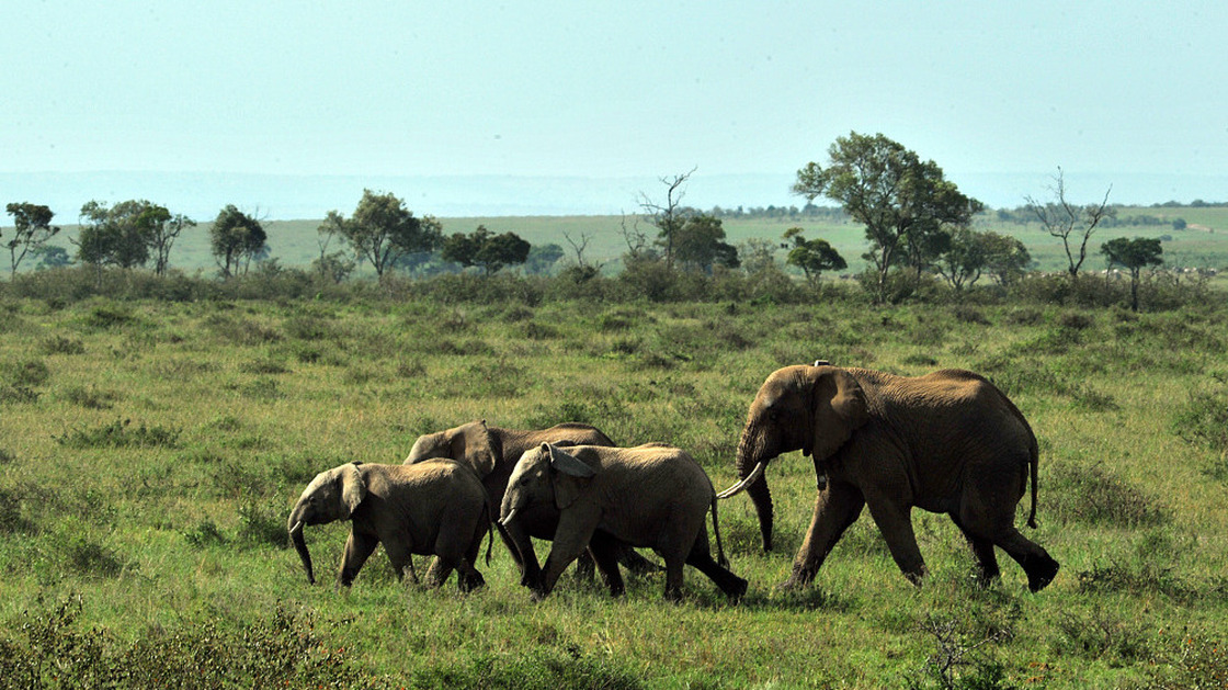 A family of elephants in Kenya's Maasai Mara game reserve.