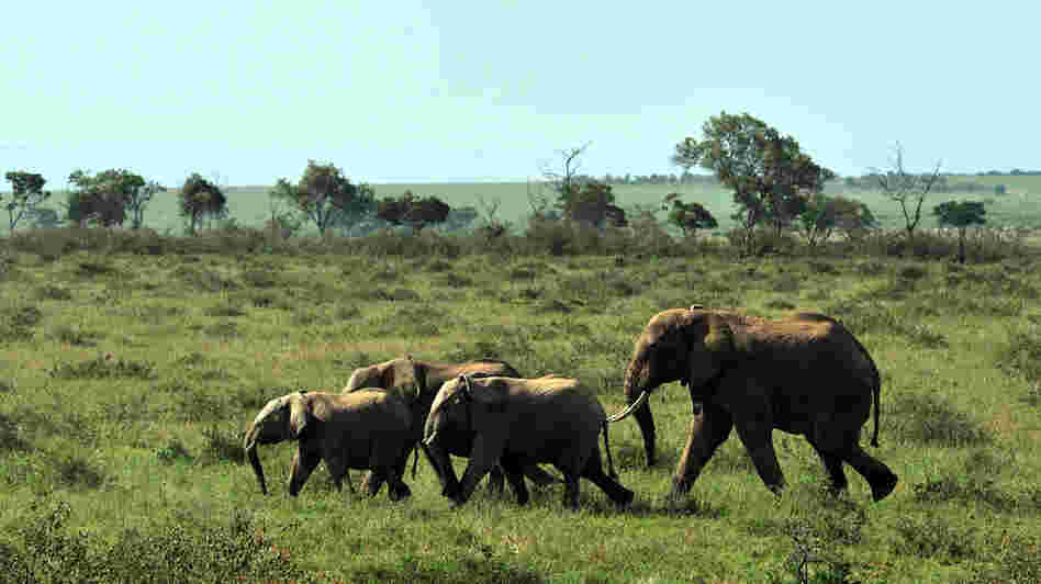 A family of elephants in Kenya's Maasai Mara game reserve.