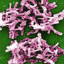 The C. difficile bacteria causes infections that kill about 14,000 Americans each year, the CDC reports. The C. difficile bacteria causes infections that kill about 14,000 Americans each year, the CDC reports.
