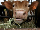 A cow eats hay A cow eats hay
