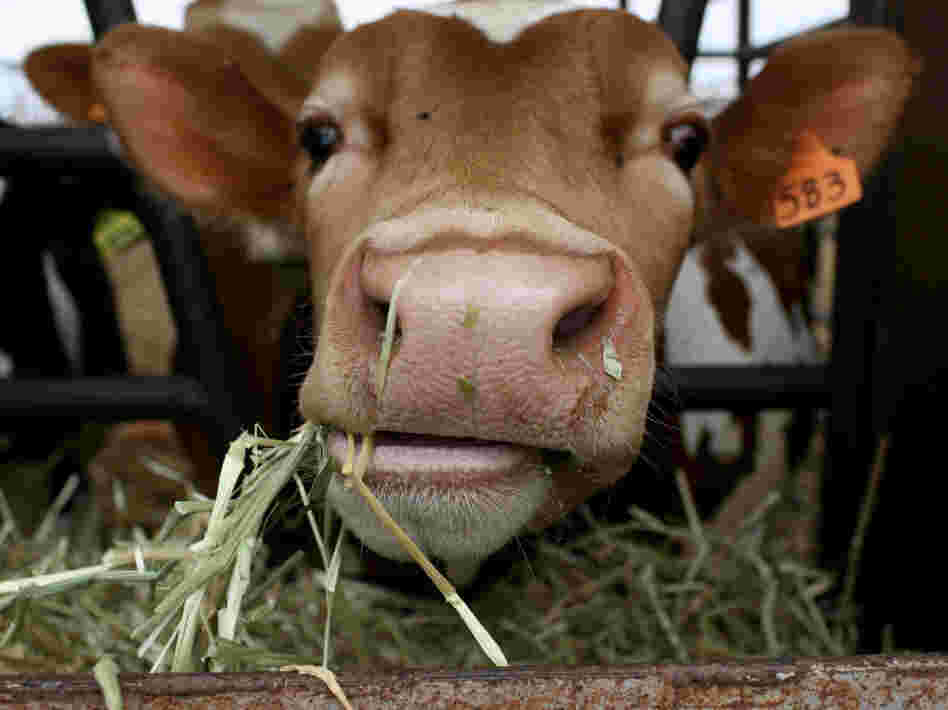 A cow eats hay A cow eats hay