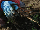 A woman picks carrots on her farm as she explains her fears that no one will buy them since the radiation fallout in March 2011 in Fukushima, Japan. A year later, challenges persist for farmers in the region. A woman picks carrots on her farm as she explains her fears that no one will buy them since the radiation fallout in March 2011 in Fukushima, Japan. A year later, challenges persist for farmers in the region.