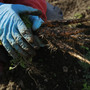 A woman picks carrots on her farm as she explains her fears that no one will buy them since the radiation fallout in March 2011 in Fukushima, Japan. A year later, challenges persist for farmers in the region. A woman picks carrots on her farm as she explains her fears that no one will buy them since the radiation fallout in March 2011 in Fukushima, Japan. A year later, challenges persist for farmers in the region.